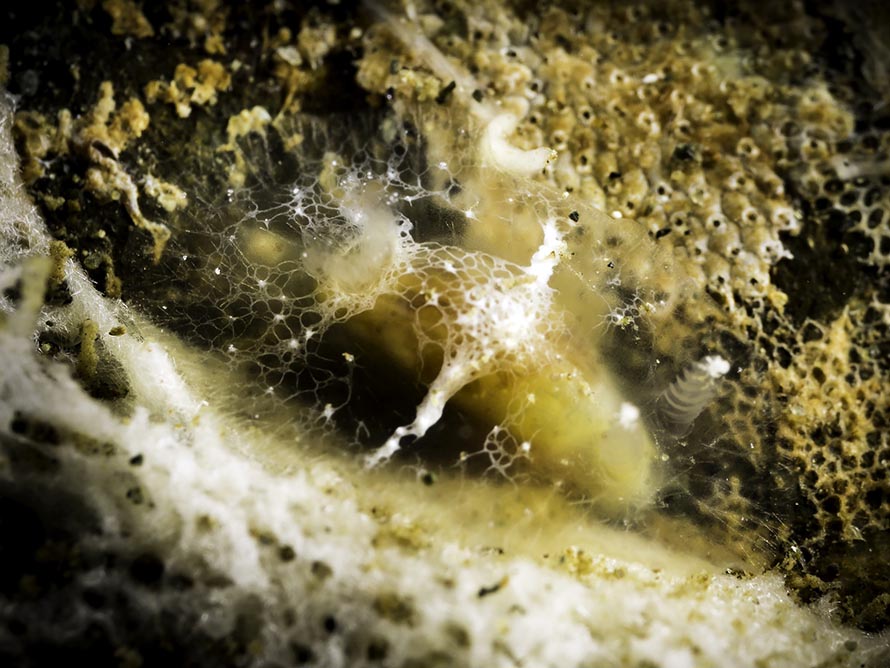 Discodorid sp. 8